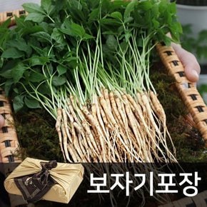 [금색보자기 선물세트] 이선호 생산자의 새싹삼 50뿌리(25cm 이상)