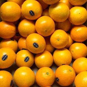 미국 블랙라벨 고당도 오렌지 30입 (특대과300g내외 56과)
