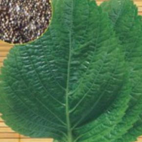 재래종 잎 들깨 야채 쌈 채소 품종 종자 씨앗 1000립 X ( 2매입 )