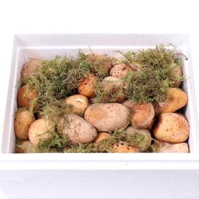 자연송이를 닮은 참송이 버섯(특상) 선물세트 1kg