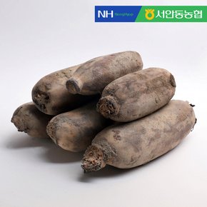 [서안동농협] 흙 연근 특품 2kg+2kg