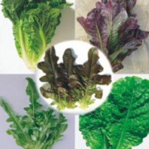 청 적 오크린 로메인 야채 쌈 채소 종자 씨앗 5종 40g