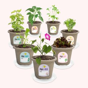 오늘도새싹 식물키우기 7종 작은 정원 만들기