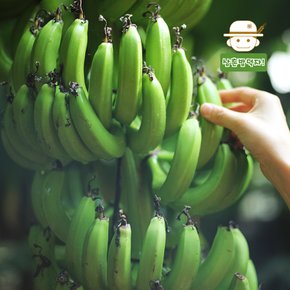 [제주직송] 청정제주 무농약 바나나 5kg