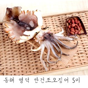 동해 영덕 반건조 특대 오징어 5미(900g 내외)