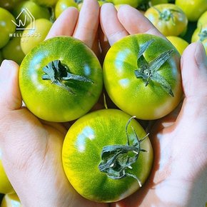 [웰굿] 산지직송 당일수확 부산 짭짤이 토마토 2.5kg(S-2S)