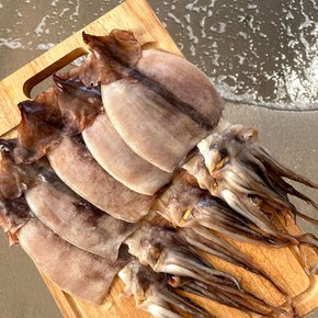 바다어보 국산 반건조오징어 10마리(중) / 동해안 반건오징어