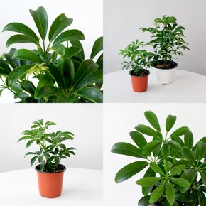 공기정화식물 홍콩야자 소품 모종 관엽식물 마이플랜트 식물키우기 기본 포트 식물 반려식물 키우기
