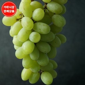 [칠레] 오톰크리스피 애플 청포도 3.5~4kg내외