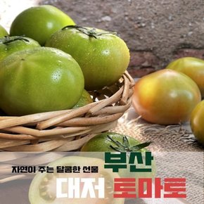 당도보장 당일수확 부산특산물 부산대저 토마토 2.5kg 대과 L (10-15개)