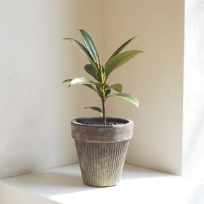 공기정화식물 멜라니 고무나무+빈티지 줄무늬 블랙토분set