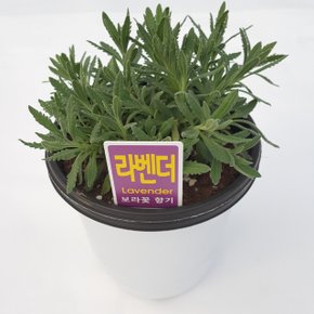 15cm 중품 로즈마리 라벤더 레몬밤 구문초 허브 키우기 애플민트 식물