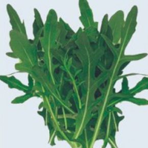 씨앗 로켓샐러드 와일드 잎 야채 쌈 채소 종자 1000립 X ( 2매입 )