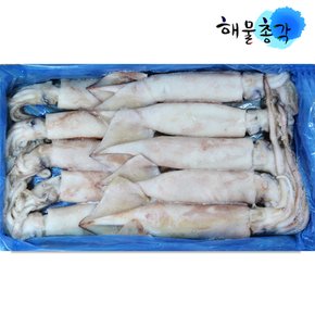 냉동 오징어 1박스 볶음 숙회 초무침용 오징어