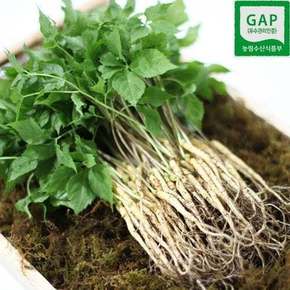 새싹인삼 자연농법 재배 2~3년근 명품 특대 50뿌리 35cm내외
