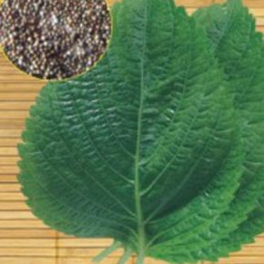 씨앗 재래종 잎 들깨 야채 쌈 채소 품종 종자 5000립
