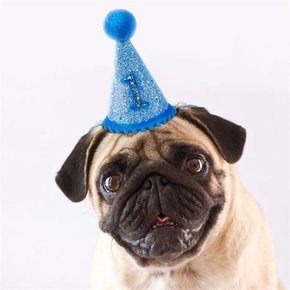 [감성하우스] PET 고양이 강아지 생일 모자 파티 고깔 왕관