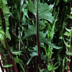 쌈채소 적 치커리 쌈 야채 식물 씨앗 품종 종자 40g