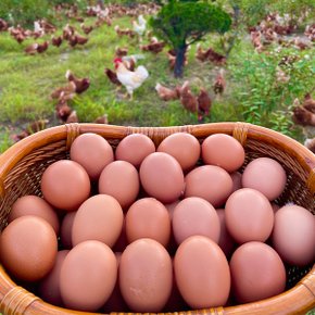 섬진강 자연에서 키운 난각1호 동물복지 계란 초란 10구