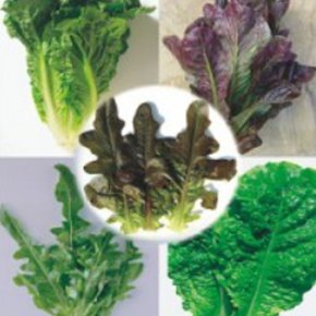 5종 청 적 오크린 로메인 야채 쌈 채소 종자 씨앗 40g