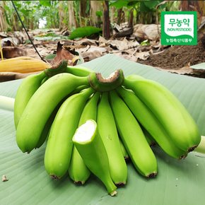 [제주직송] 청정제주 무농약 바나나 2.5kg