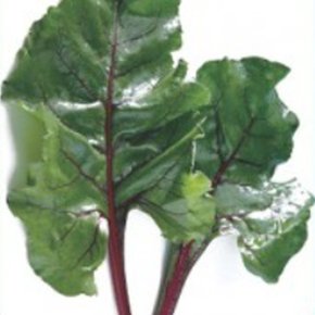 궁전 적근대 쌈 잎 잎 야채 쌈 채소 종자 씨앗 200립