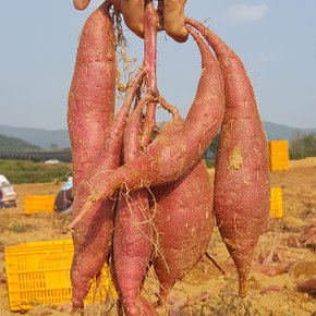 [생산자직송] 해남 햇 꿀고구마 (왕특/대)10kg