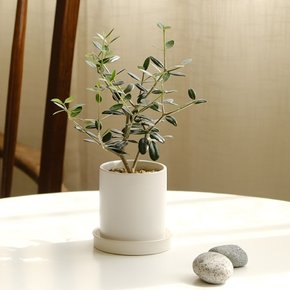 [plant] 나의 작은 올리브나무 식물화분set_(983241)