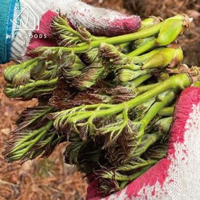 [웰굿] 국내산 향긋한 봄나물 참두릅 2kg