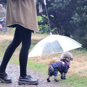 갓샵 강아지 애견 우산/비오는날 산책 용품 우비 비옷