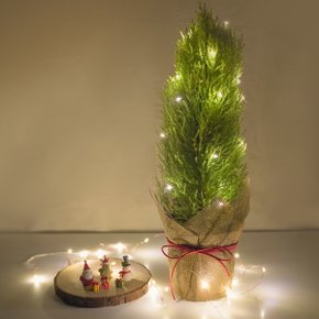 율마 중품 페이퍼커버 전구세트 크리스마스 집들이 선물 실내공기정화식물