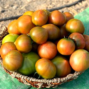 국내산 짭짤이 토마토 2.5kg / S 로얄과