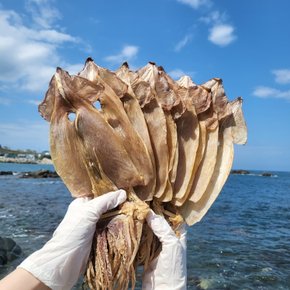 국내산 마른오징어 10마리 동해안오징어