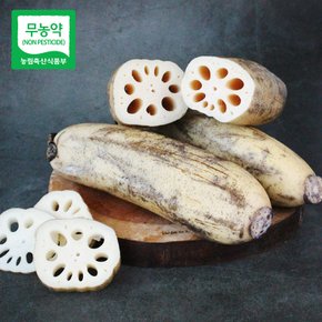[산지직송] 경산 세척 무농약 연근 3kg