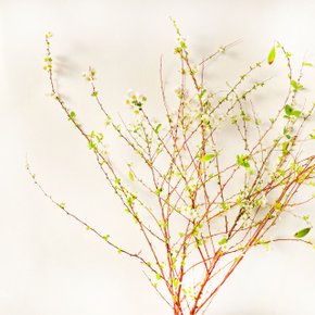 [코코 플라워] 설유화 가는 잎 조팝나무 생화택배 반단 한단