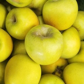 [오늘신선] 청송네자매 경북 청송 시나노골드 맛있는 황금 사과 5kg 중과(16-19과내외)