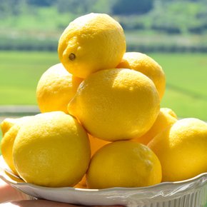 상큼한 과즙 가득 팬시 레몬 20과 (개당 100g내외)