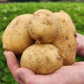 24년수확 포슬포슬 국내산 햇 감자 소 4kg