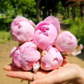 [유스풀몰] 작약 생화/꽃다발 (5월달 시즌꽃)