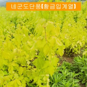[국내최저가] 신품종 단풍나무 황금잎 (네군도단풍) 접목1년특묘