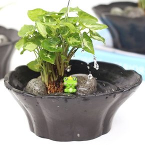 작은연못 수경재배 DIY SET 12종 관엽 식물 천연가습기