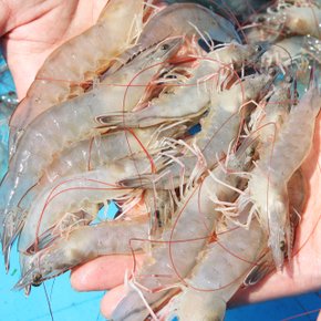 [바다담음] 산지직송 신안 급랭 왕 새우 1kg(25~35미 내외)_흰다리
