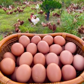 섬진강 자연에서 키운 난각1호 동물복지 계란 초란 20구