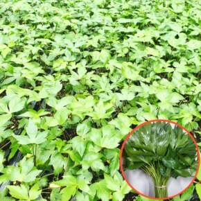 당귀 모종 일당귀 잎당귀 참당귀 산당귀 쌈채소 약용식물 뿌리