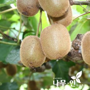 [나무인] 키위나무 묘목 암나무 1주 + 숫나무 1주 세트