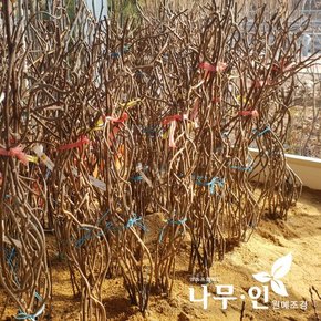 [나무인] 키위나무 묘목 암나무 1주 + 숫나무 1주 세트