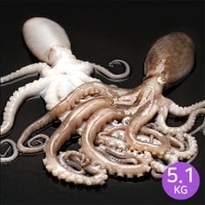 [마칸] 냉동 활 낙지 5.1kg (850g*6팩) 낙지볶음 연포탕 200/300