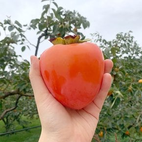 달달한 영암 대봉감 10kg (45과내외)