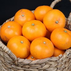 제주푸드마씸 조은돌담 못난이 천혜향 3.5kg (실속형 랜덤과, 실중량)