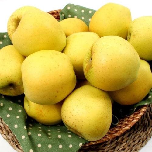26년 햇 못난이 시나노골드사과 4kg(11-25과)(1)